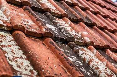 Algae and Lichen Removal